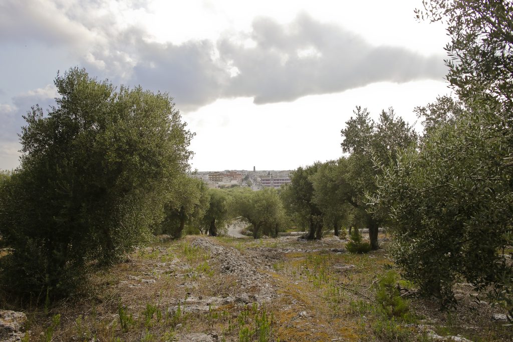 Xylella: dalla scienza più dubbi che certezze