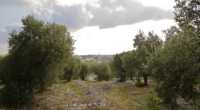 Xylella: dalla scienza più dubbi che certezze