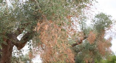 Misure fitosanitarie da attuare per il contenimento della diffusione di Xylella fastidiosa