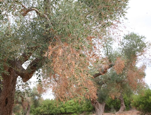 Misure fitosanitarie da attuare per il contenimento della diffusione di Xylella fastidiosa