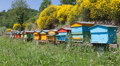 Bando per il miglioramento della produzione e della commercializzazione dei prodotti dell’apicoltura