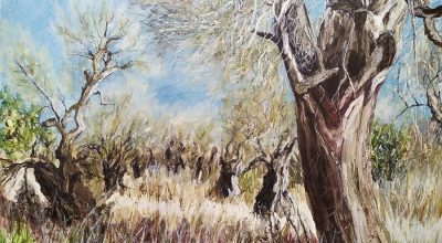 Piano straordinario per la rigenerazione olivicola della Puglia