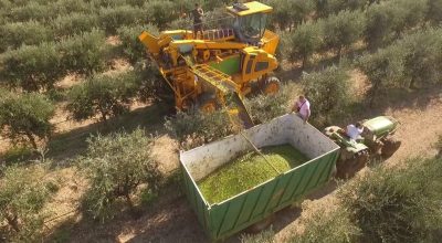 Reimpianto olivi zona infetta –  Pubblicato l’Avviso per la presentazione delle Domande di Aiuto/Adesione