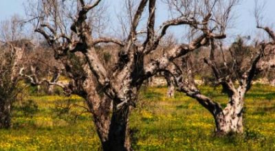 Avviso prossima emissione Bando pubblico“Interventi di ripristino del paesaggio rurale colpito da xylella fastidiosa